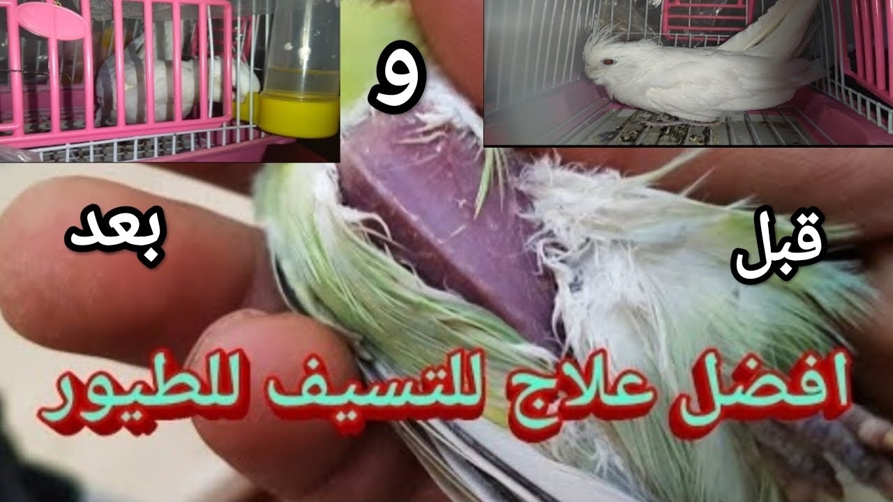 أفضل واسرع علاج للتسيف عند  الطيور الكوكتيل و البادجي الروز  | اسباب التسيف عند الطيور