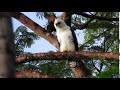 Ornate Hawk-Eagle | Spizaetus ornatus_Aguilucho | aguilillo penachudo