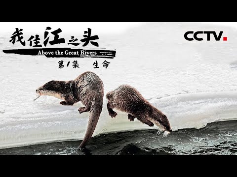 《我住江之头》第1集 看三江源的明星动物们 如何谱写高原动物王国里的生命史诗？About the Great Rivers EP1【CCTV纪录】