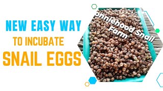 Effortless Snail Egg Incubation Technique