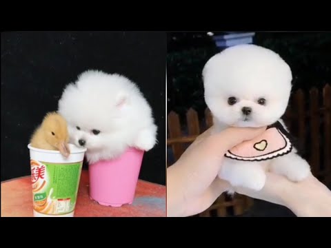 smallest-&-cutest-dogs-in-the-world😍funny-and-cute-puppies-compilation