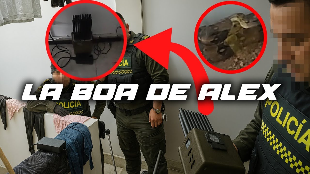 ASÍ VIVEN LOS LADRONES: MOTO HURTADA, ARMAS Y HASTA UNA BOA CONSTRICTOR ¿QUÉ HARÁN LAS AUTORIDADES?