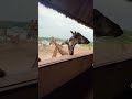 🇹🇭ยีราฟ
