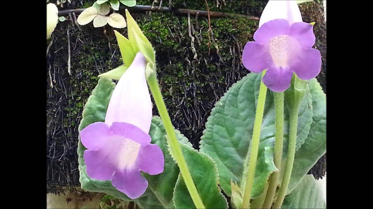 Felicidade  -   Meishu Sama