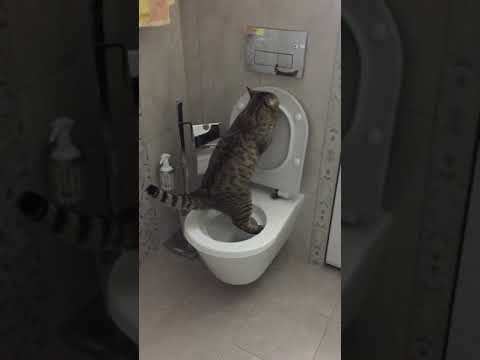 Приучение кота к туалету (унитазу).