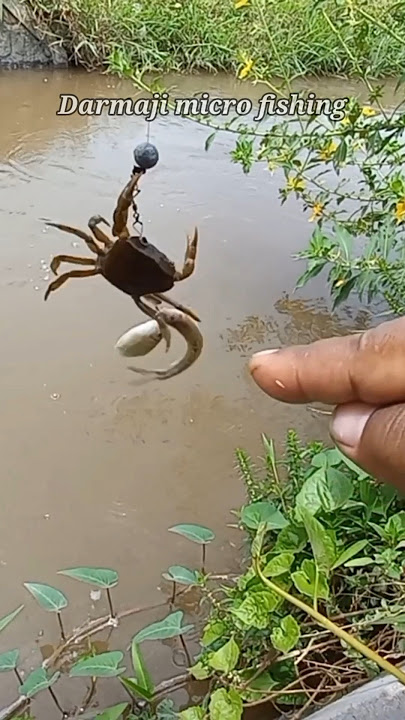 Mancing Uceng Wader Cuyu di Sungai Kecil 25 detik triple Strike Umpan Go Potato #598