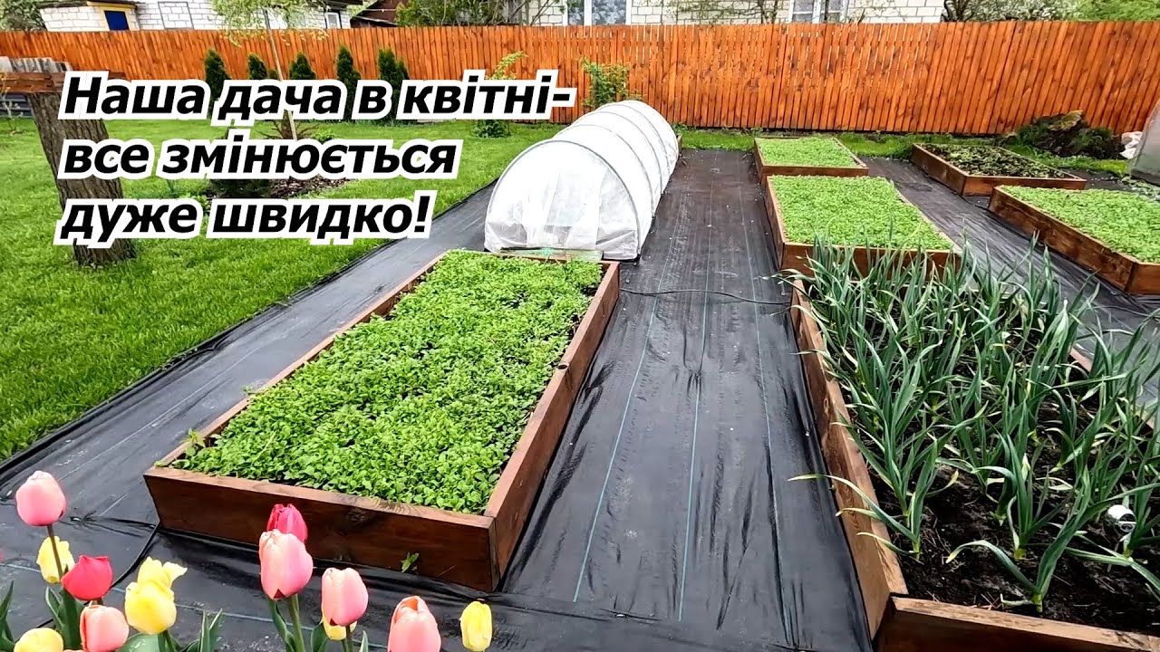 Що робимо на дачі в квітні- лохина, полуниця, розсада та тюльпани.