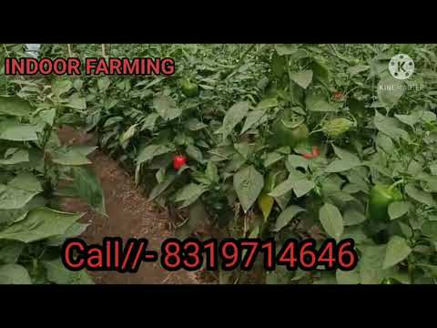 वीडियो: फिल्म ग्रीनहाउस में मिर्च की कृषि विज्ञान