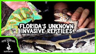 5 INVASIVE REPTILES OF FLORIDA (you probably didn't know were invasive)