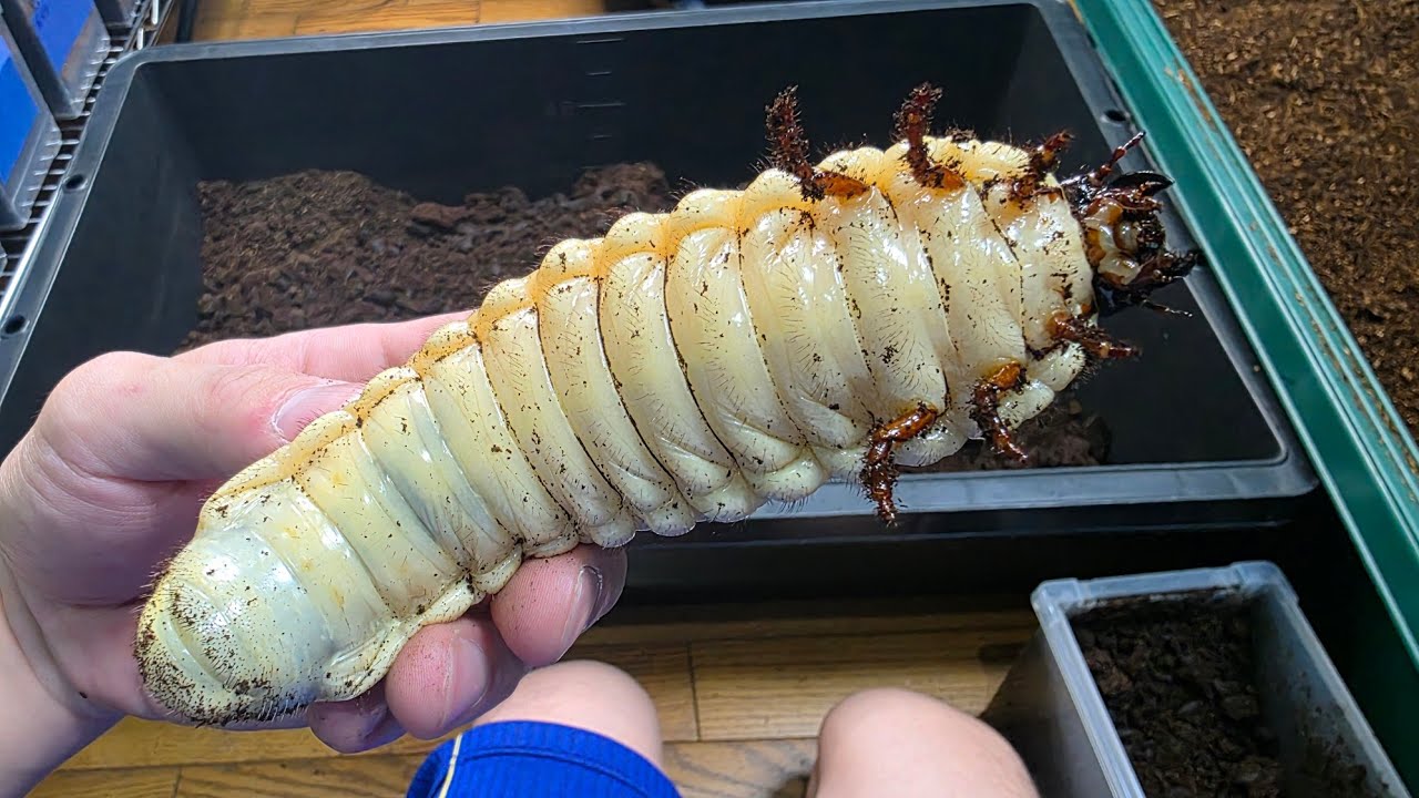 【飼育歴15年】ヘラクレスオオカブトの幼虫で過去一サイズが出てきた