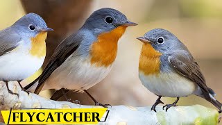 Red Breasted Flycatcher - Discover the Captivating World of the Red Breasted Flycatcher