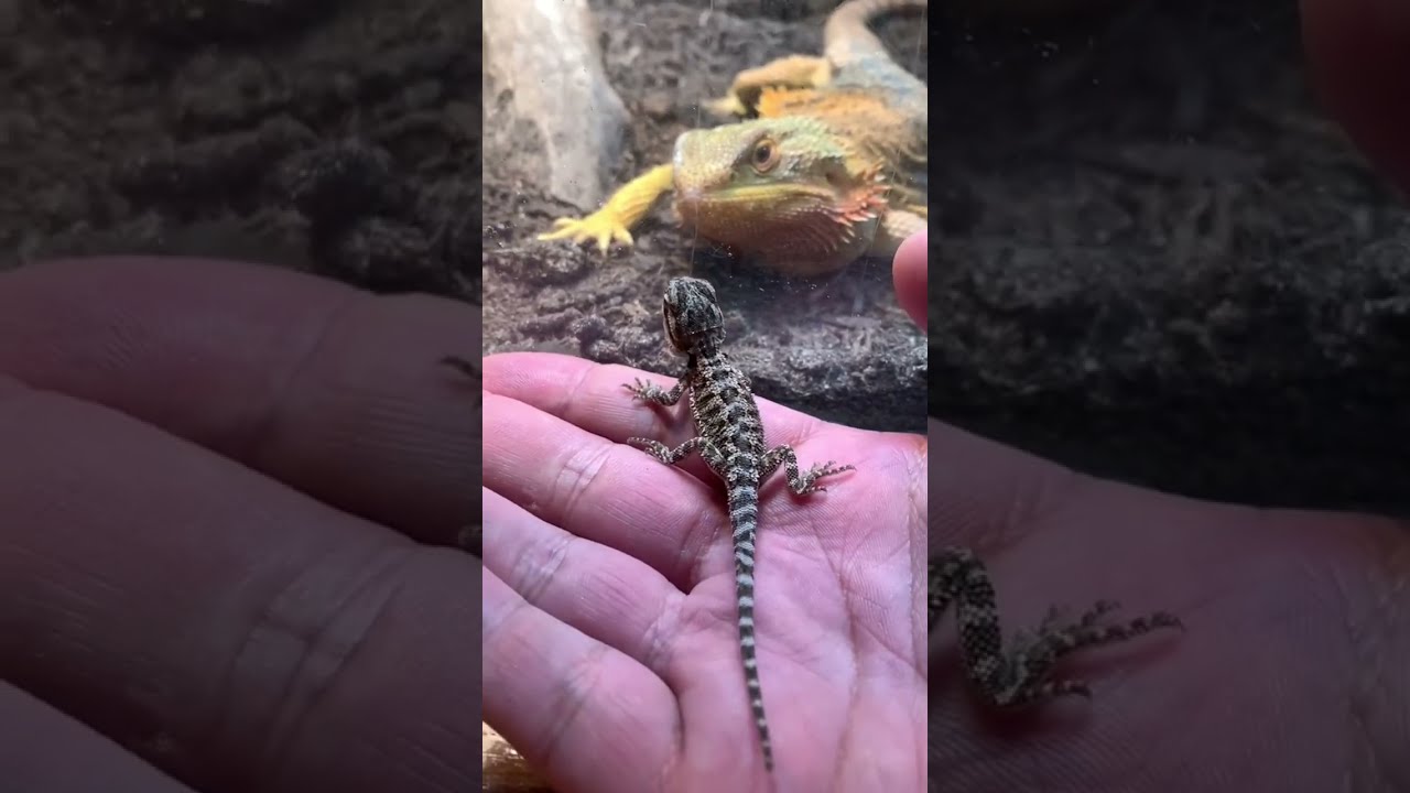Bearded Dragon Sees Her Baby First Time