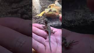 Bearded Dragon sees her baby first time