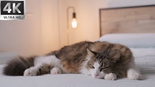 Cat Purring and 528Hz Healing Music - Deep Relaxation, Sleep Music, Stress Relief asmr relaxing