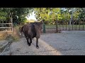 This weeks update with Bauke and Yvonne's horses