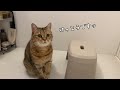お風呂嫌いな猫が入ってきたのでシャンプーしようとしたら…