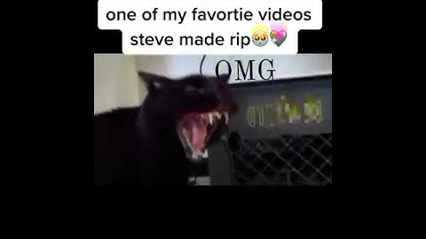 The cat that says Die
