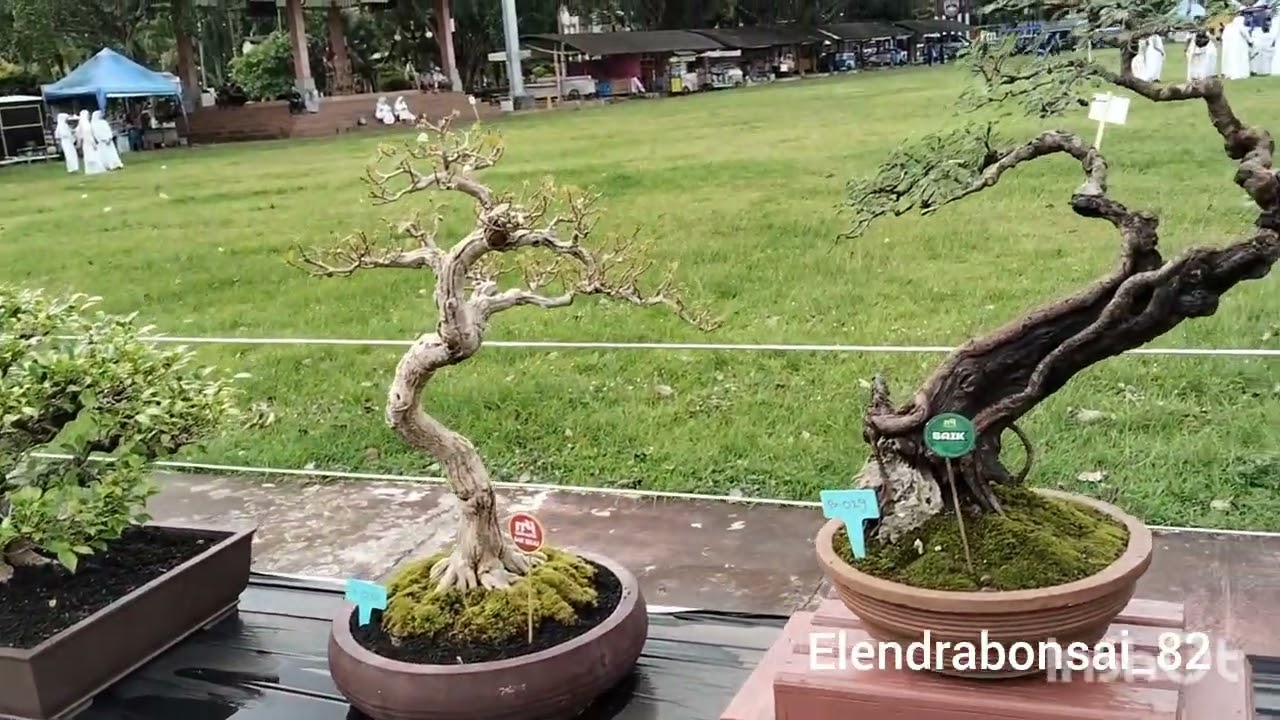 Pameran Bonsai Lokal 