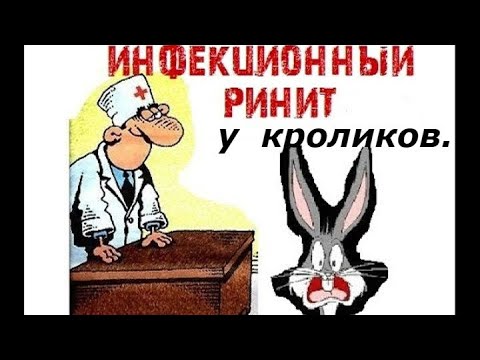 Ринит у кроликов(симптомы и причины).
