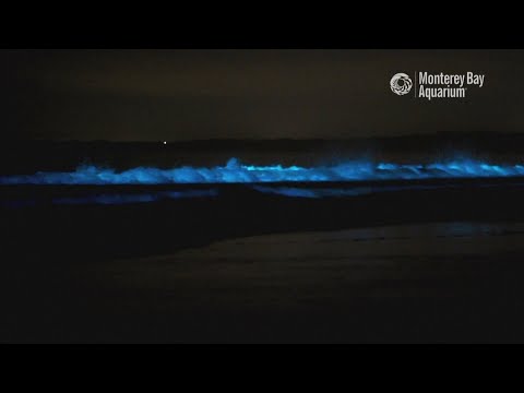 Bioluminescencyjny plankton. Rzadkie, widowiskowe zjawisko na wybrzeżu gratką dla turystów