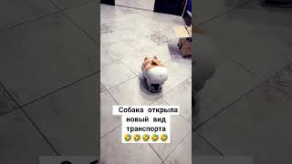 Собака Открыла Новый Вид Транспорта. #Смешно #Реки #Пëс