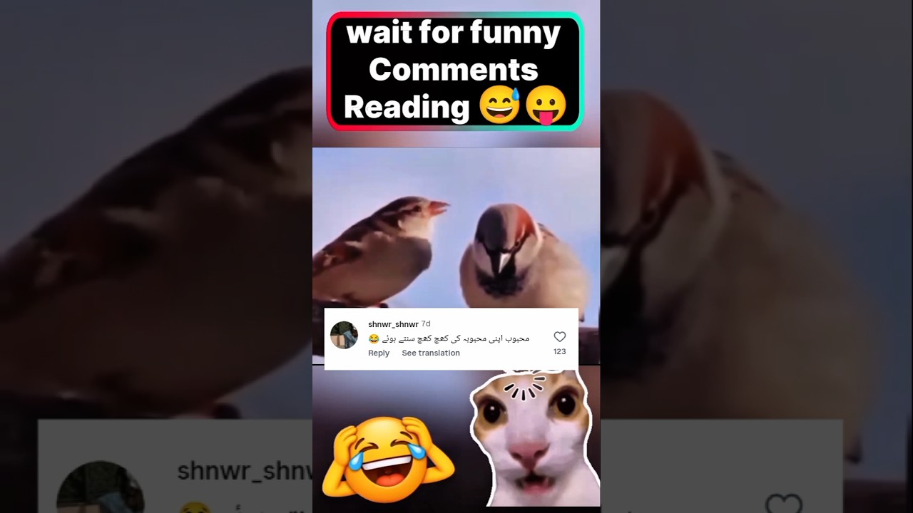 🤣 Funny Comments Reading Reaction | Try Not To Laugh | Birds Funny Comments