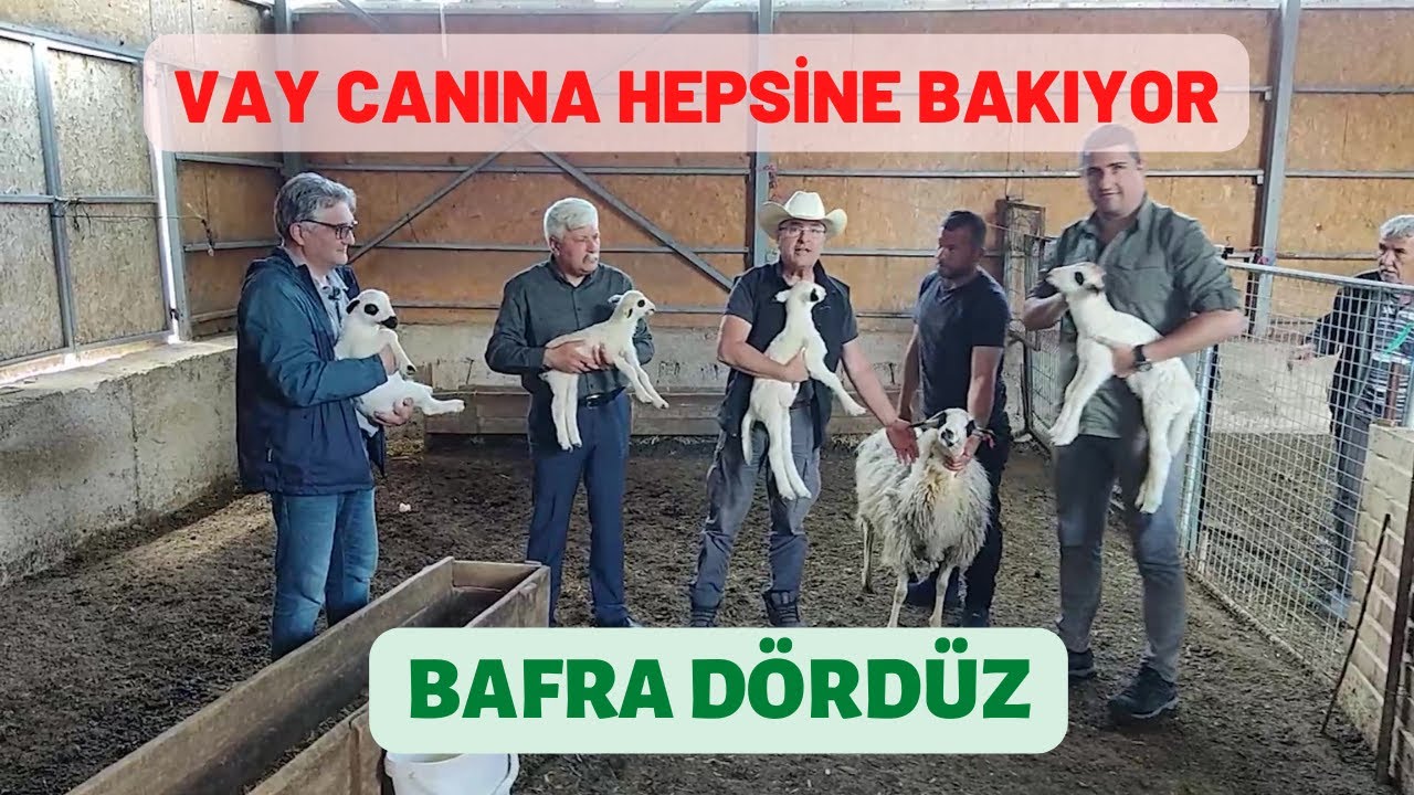 BAFRA KOYUNUNDA İKİZLİK YÜKSEK | KİBERİS ÇİFTLİĞİ | BAFRA 2 | KIBRISCIK BOLU
