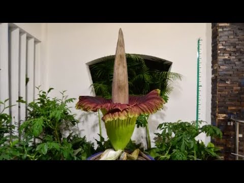 Time-lapse video captures