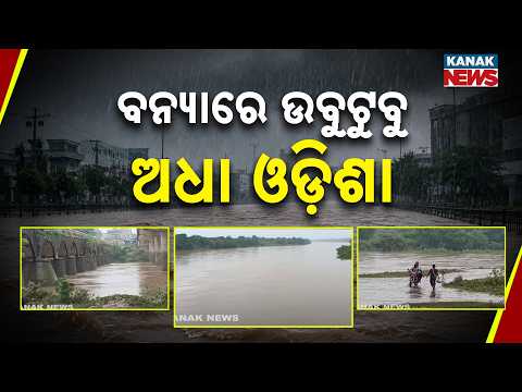 ବନ୍ୟାରେ ଉବୁଟୁବୁ ଅଧା ଓଡ଼ିଶା | Odisha Flood Crisis | Hungry Cow Eats Paper Amid Floodwater in Baripada