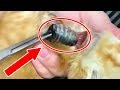 WARNING! CAT BOTFLY Removal Compilation - Rescue Cat Larva Botfly Extraction