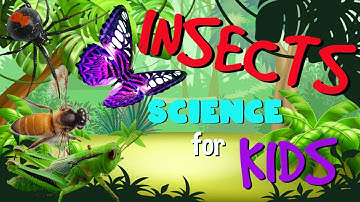 Learn Insects and Arachnids | Science for Kids