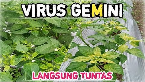 CARA PALING CEPAT DAN TEPAT MENGATASI VIRUS GEMINI PADA TANAMAN CABE