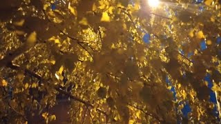 Evening Walk in November. Music by Sergey Chekalin/Вечерняя прогулка в ноябре.Музыка Сергей Чекалин.