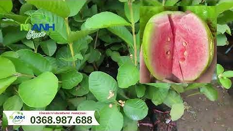 Cách nhận biết Ổi Ruby Ruột Đỏ chuẩn F1 | Báo giá cây giống nhỡ siêu đẹp