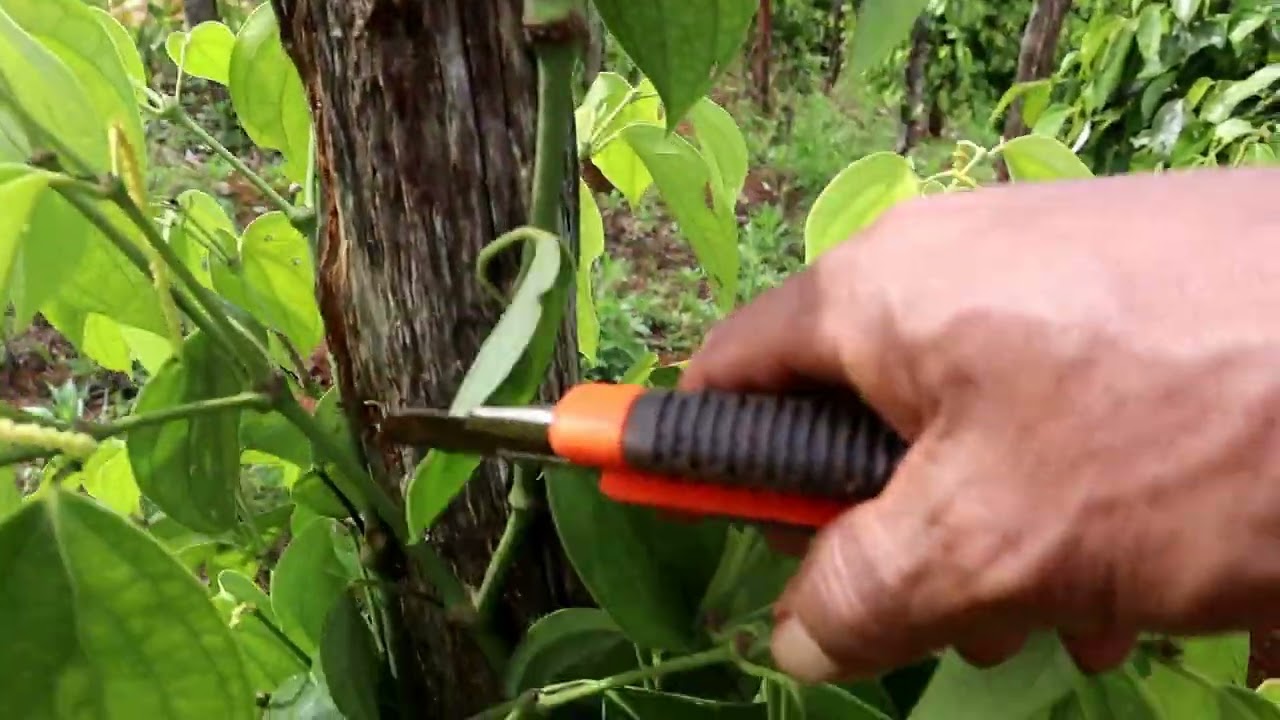 Bibit Lada yang paling baik untuk di tanam