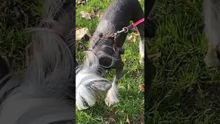 Cute Chinese Crested Dogs