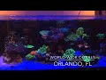 World wide corals  awesome reef tank displays  coral farm