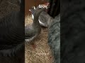 👽 Goose Hiss Turned Alien Roar - BOOM Library