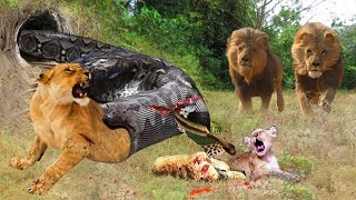 Lion Made The Mistake Of Angering The Serpent God - Horror War Of Lions And Venomous Snakes Africa