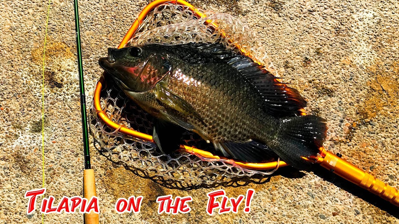 Fly Fishing for TILAPIA! (Urban Pond Hopping!) YouTube