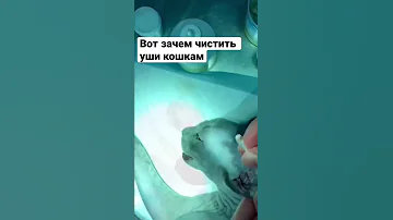 Зачем чистить уши кошкам