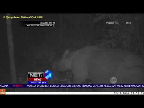 Seekor Badak Jawa Ditemukan Tewas -NET5