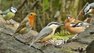 Videos for Cats to Watch Birds - Bird Extravaganza