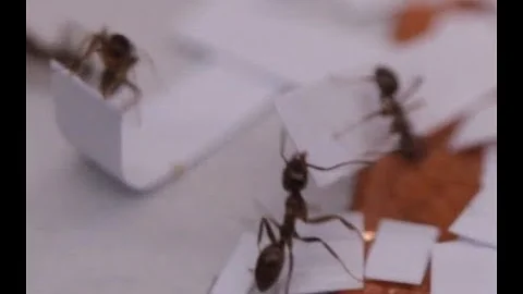 New insect intelligence behavior discovered in Aptos California