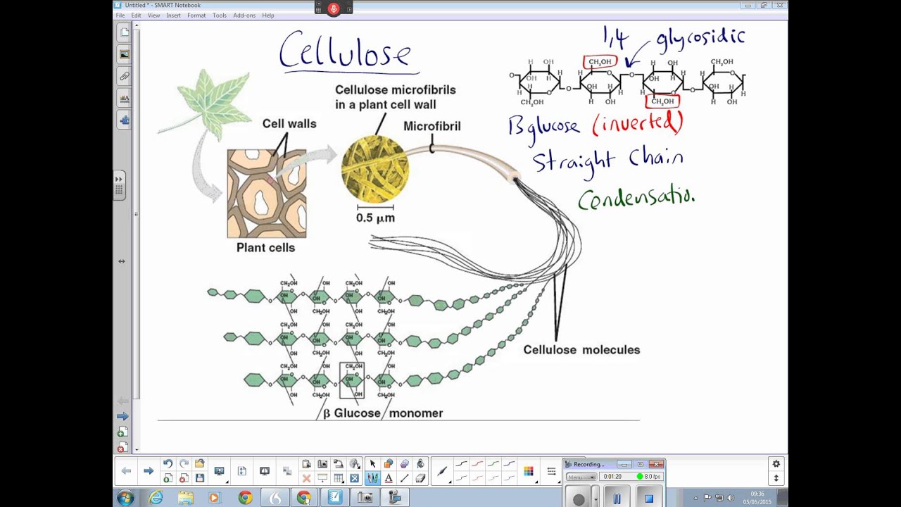 case study cellulose ap bio