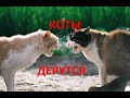 ЖЕСТОКИЕ ДРАКИ КОТОВ/VIOLENT CAT FIGHTS