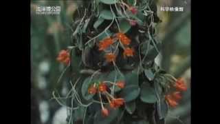 世界のラン