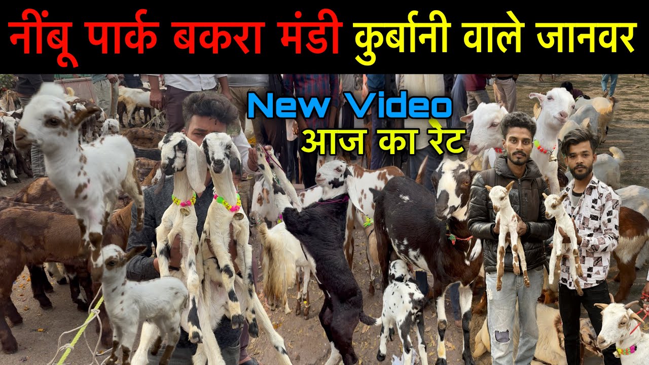 आज की बकरा मंडी | नींबू पार्क लखनऊ | Sunday Special Update | Ziya Vlogs #bakramandi #viralvideo 