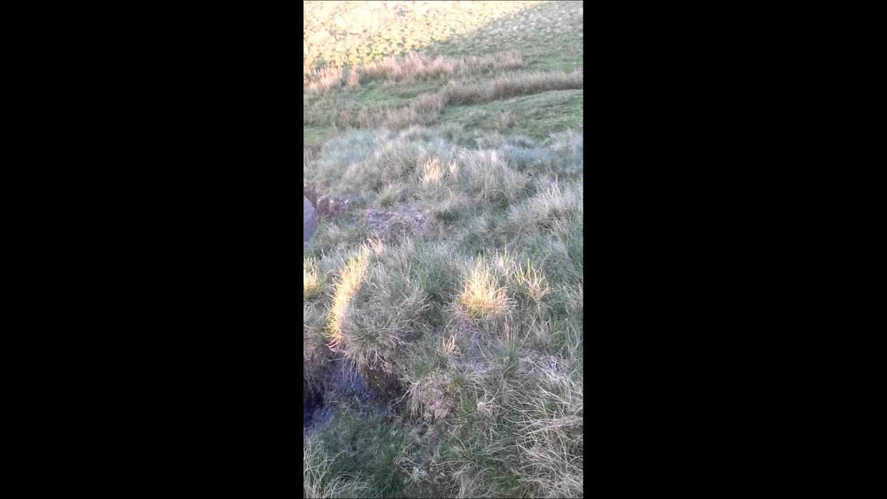camera iphone 8 plus apk Jaz my dog rolling round in sheep shit