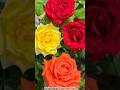 🌹 “4 Color Rose in One Plant 😍 #Shorts”